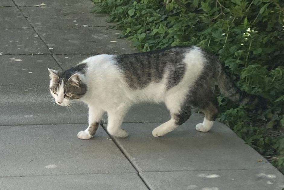 Alerte Disparition Chat  Mâle , 2 ans Sierre Suisse