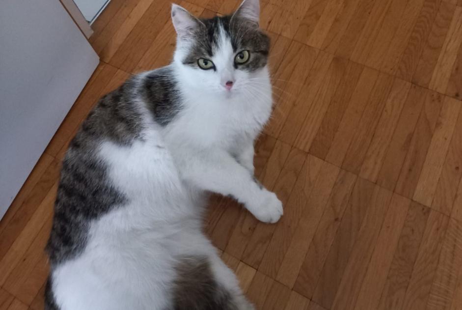 Alerte Disparition Chat  Mâle , 2 ans Sierre Suisse