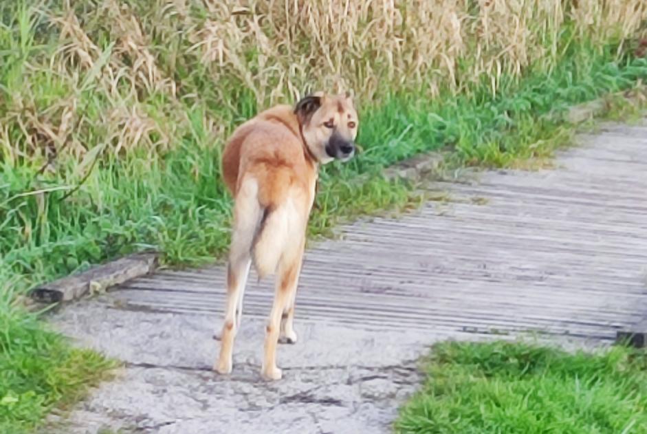 Alerte Découverte Chien Inconnu Choulex Suisse