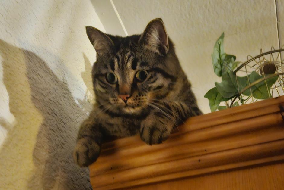 Alerte Disparition Chat croisement Mâle , 3 ans Broc Suisse