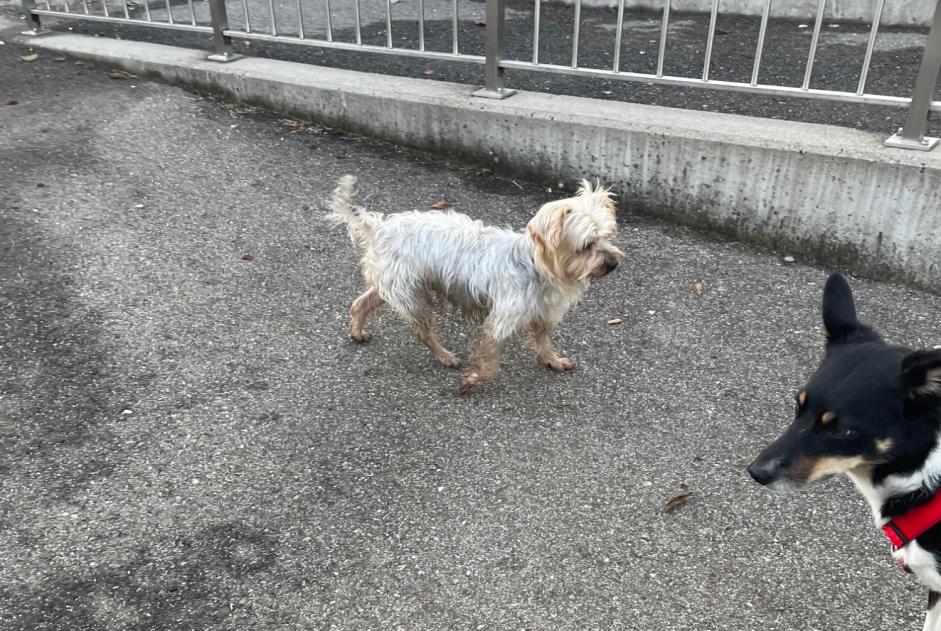 Alerte Découverte Chien  Mâle Bas-Intyamon Suisse