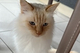 Alerte Disparition Chat Mâle , 12 ans Meinier Suisse