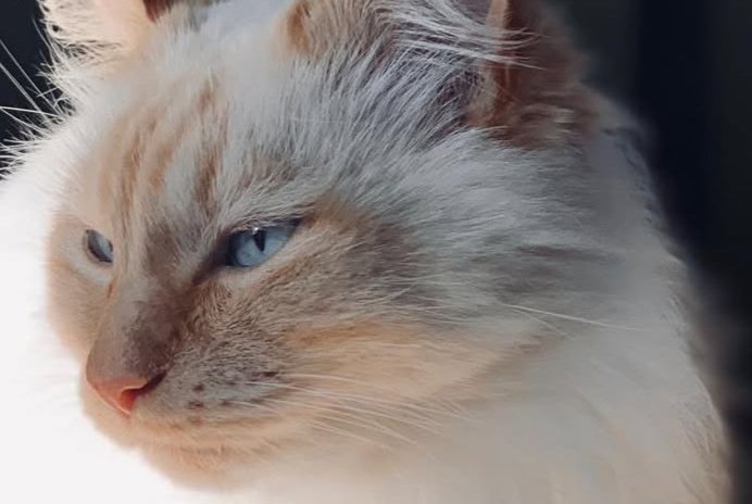 Alerte Disparition Chat Mâle , 12 ans Meinier Suisse