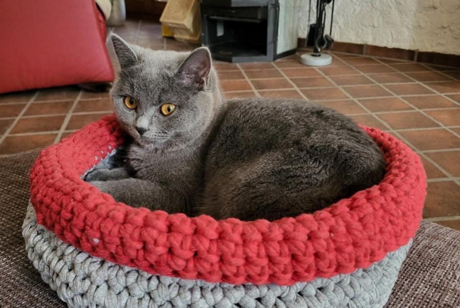 Alerte Disparition Chat croisement Femelle , 2 ans La Roche Suisse