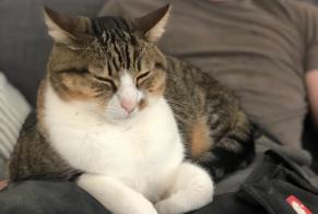 Alerte Disparition Chat Mâle , 10 ans Lonay Suisse