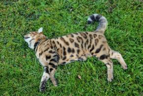 Alerte Découverte Chat  Mâle Montreux Suisse