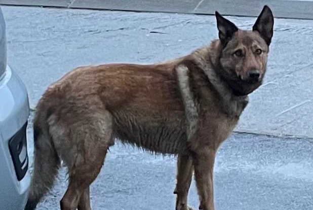 Alerte Découverte Chien Mâle Chavannes-le-Chêne Suisse