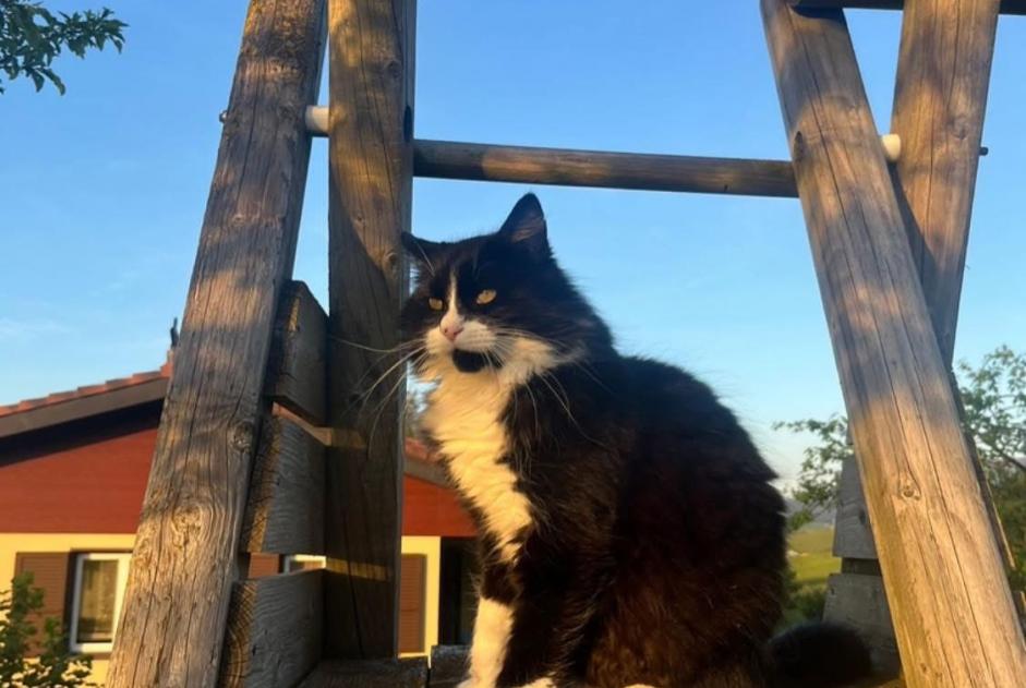 Alerte Disparition Chat Mâle , 6 ans Gibloux Suisse