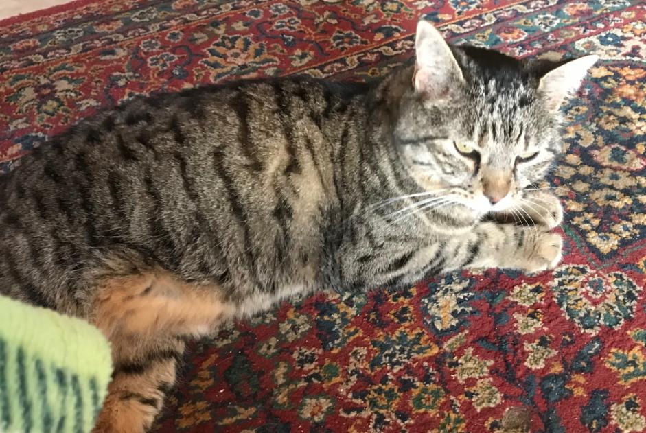 Alerte Disparition Chat croisement Femelle , 15 ans Chalais Suisse