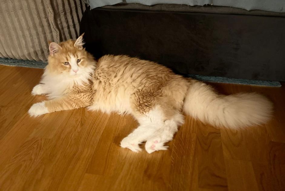 Alerte Disparition Chat  Mâle , 3 ans Burgdorf Suisse