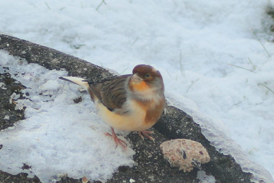 Alerte Découverte Oiseau Inconnu Bulle Suisse