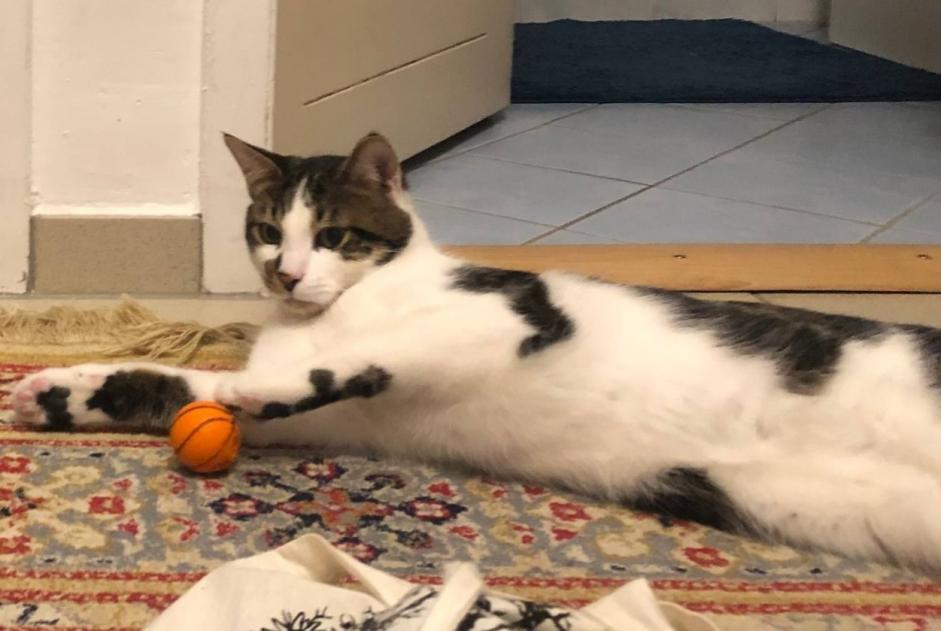 Alerte Disparition Chat  Mâle , 1 ans Genève Suisse