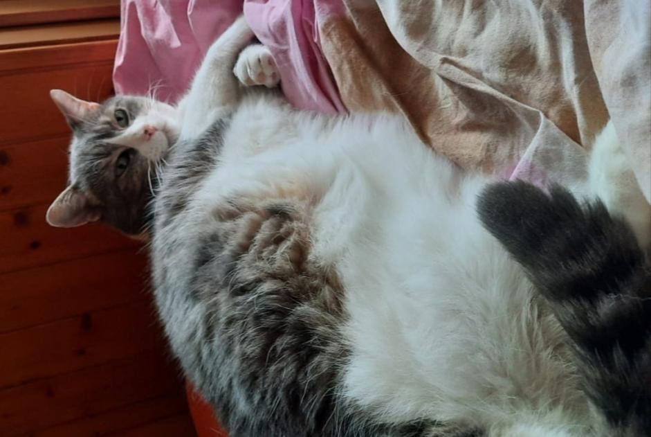 Alerte Disparition Chat croisement Mâle , 9 ans Champéry Suisse