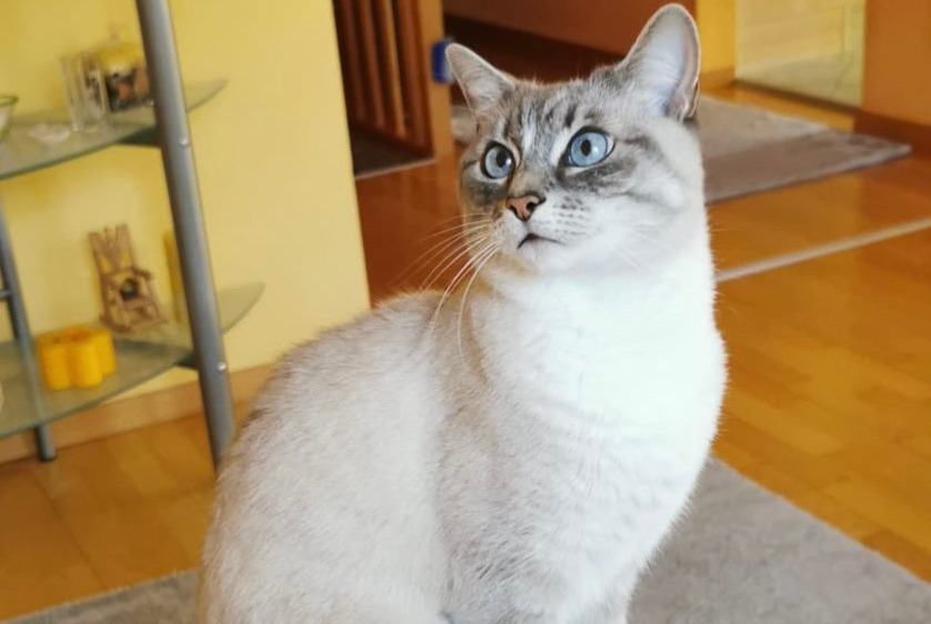 Alerte Disparition Chat croisement Femelle , 11 ans Genève Suisse