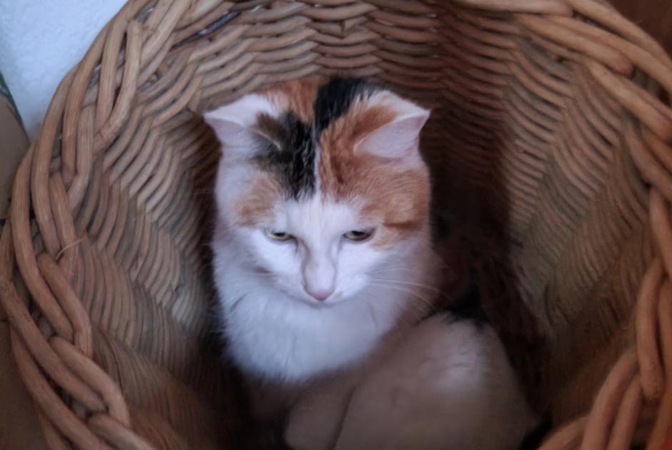 Alerte Disparition Chat Femelle , 4 ans Marly Suisse