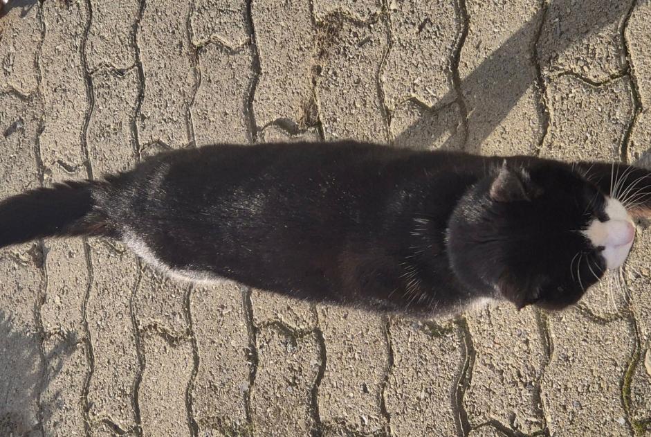 Alerte Découverte Chat Inconnu Yverdon-les-Bains Suisse