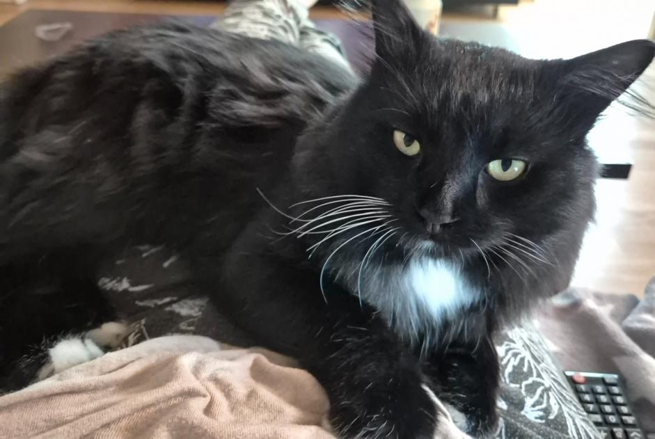 Alerte Disparition Chat croisement Mâle , 4 ans Aigle Suisse