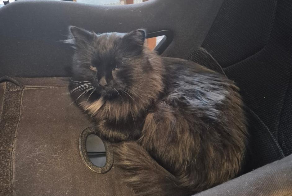 Alerte Disparition Chat croisement Mâle , 4 ans Aigle Suisse