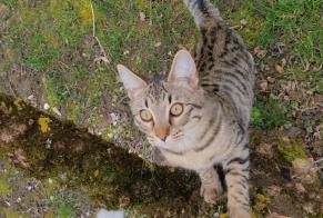 Alerte Disparition Chat croisement Femelle , 1 ans Lussy-sur-Morges Suisse