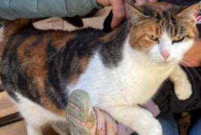 Alerte Disparition Chat Femelle , 5 ans Mont-la-Ville Suisse