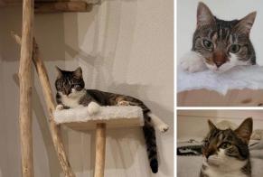 Alerte Disparition Chat croisement Femelle , 2 ans Begnins Suisse