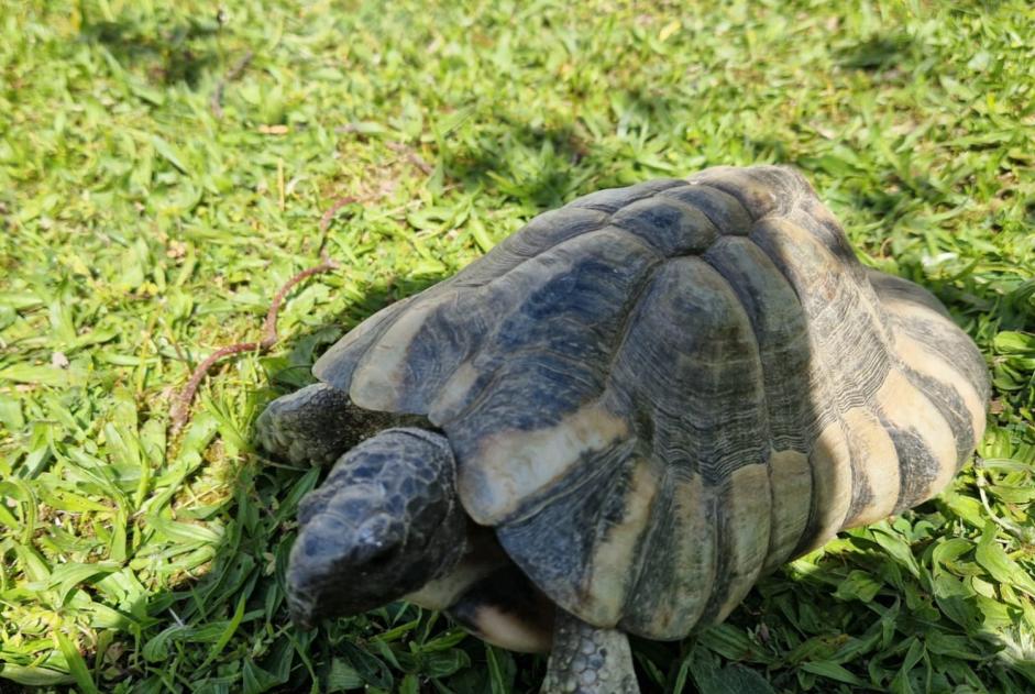 Alerte Disparition Tortue Femelle , 2025 ans Corseaux Suisse