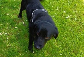Alerte Disparition Chien croisement Mâle , 4 ans Huilly-sur-Seille France