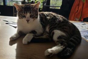 Alerte Disparition Chat  Mâle , 1 ans Surpierre Suisse