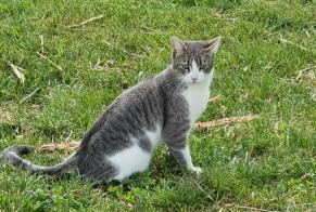 Alerte Découverte Chat Mâle Vétroz Suisse