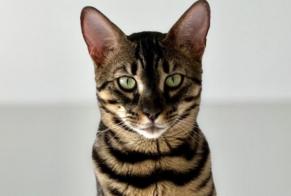 Alerte Disparition Chat  Mâle , 3 ans Collonge-Bellerive Suisse
