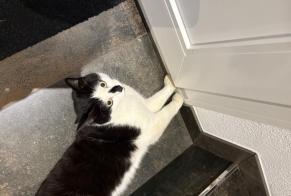 Alerte Découverte Chat Inconnu Nendaz Suisse