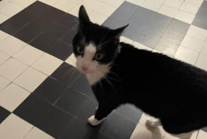 Alerte Découverte Chat Mâle Genève Suisse