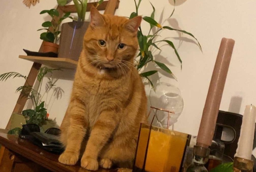 Alerte Disparition Chat croisement Mâle , 2 ans Mondelange France