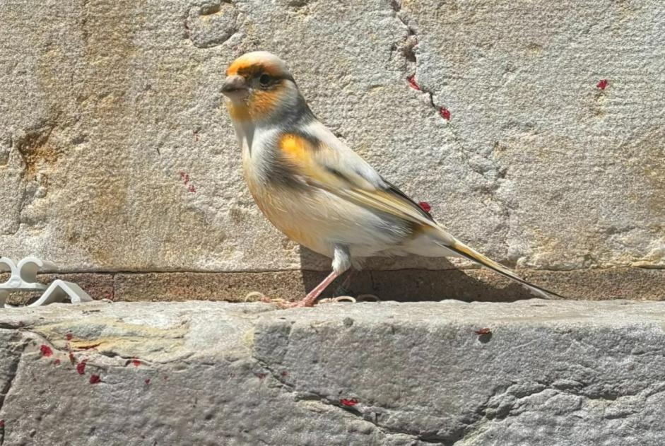 Alerte Découverte Oiseau Inconnu Neuchâtel Suisse