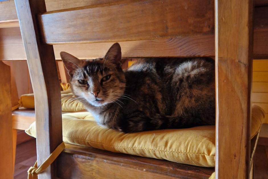 Alerte Disparition Chat croisement Femelle , 11 ans Lovatens Suisse