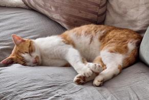 Alerte Disparition Chat croisement Mâle , 5 ans Val-de-Ruz Suisse