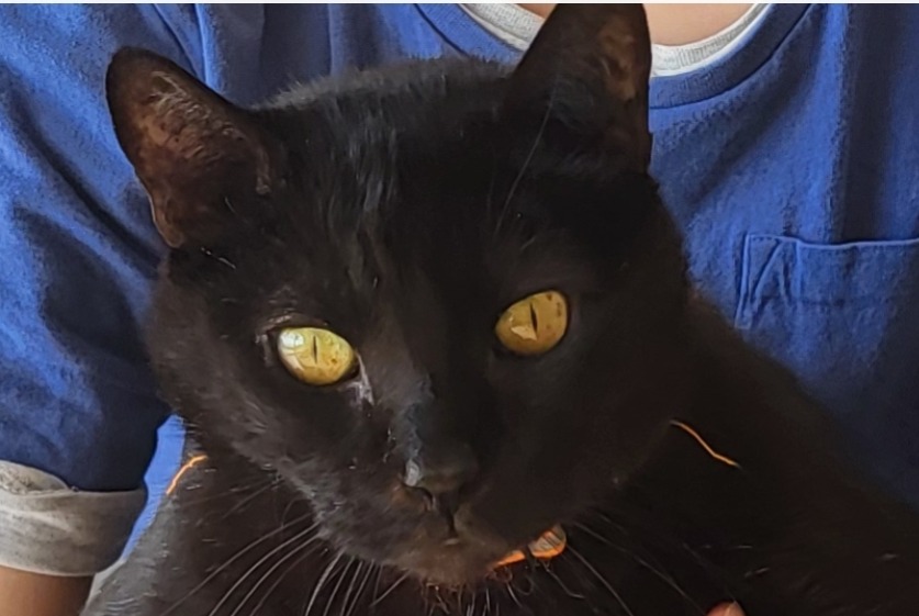 Alerte Disparition Chat Mâle , 12 ans Lutry Suisse