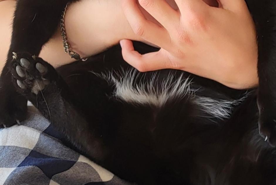 Alerte Disparition Chat Mâle , 12 ans Lutry Suisse