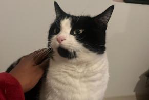 Alerte Disparition Chat Femelle , 7 ans Villaz Suisse