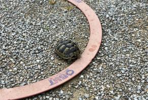 Alerte Découverte Tortue Femelle Ferreyres Suisse