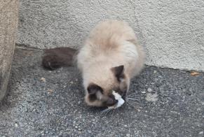 Alerte Découverte Chat  Inconnu Collonge-Bellerive Suisse