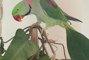 Alerte Disparition Oiseau Mâle , 2025 ans Aix-en-Provence France