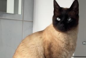Alerte Disparition Chat  Mâle , 3 ans Châtonnaye Suisse