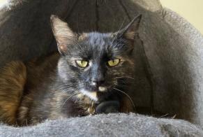 Alerte Disparition Chat Femelle , 2 ans Zürich Suisse