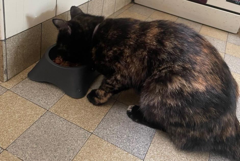 Alerte Disparition Chat Femelle , 2 ans Zürich Suisse