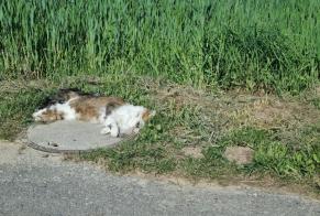Alerte Découverte Chat Inconnu Estavayer Suisse