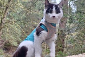 Alerte Disparition Chat croisement Femelle , 1 ans Grimisuat Suisse