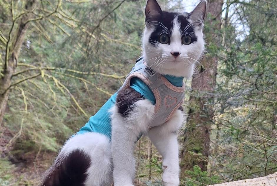 Alerte Disparition Chat croisement Femelle , 1 ans Grimisuat Suisse
