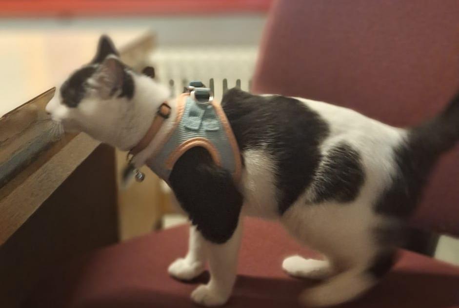 Alerte Disparition Chat croisement Femelle , 1 ans Grimisuat Suisse