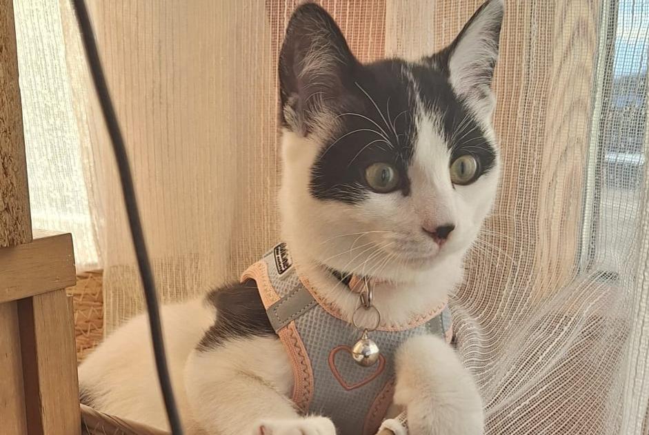 Alerte Disparition Chat croisement Femelle , 1 ans Grimisuat Suisse